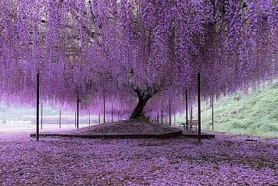 arbol jigsaw puzzle