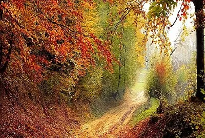 arbol jigsaw puzzle