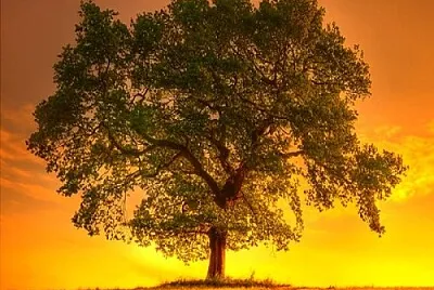 arbol jigsaw puzzle