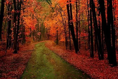 arbol jigsaw puzzle
