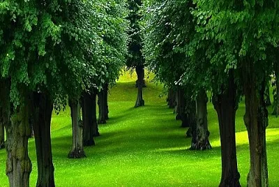 arbol jigsaw puzzle