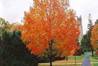 arbol jigsaw puzzle