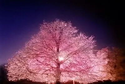 arbol jigsaw puzzle