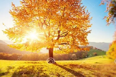 arbol jigsaw puzzle