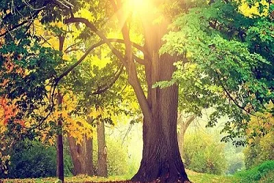 arbol jigsaw puzzle