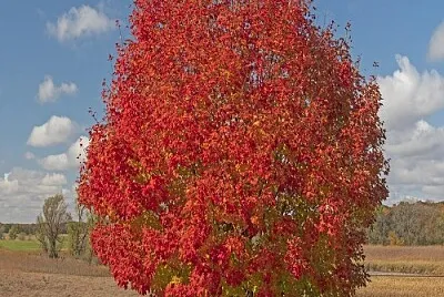 arbol jigsaw puzzle