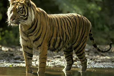 Sumatran Tiger