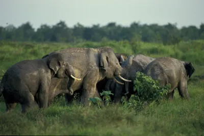 Sumatran Elephant