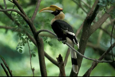 Hornbill