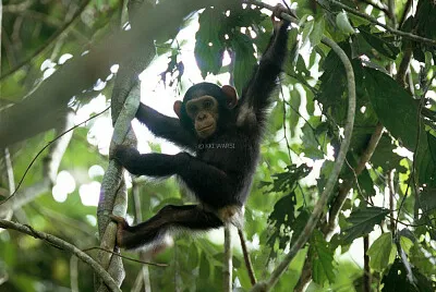 Wildlife