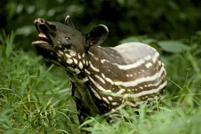Wildlife TNBTP