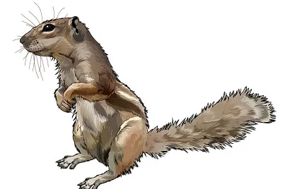 ARDILLA