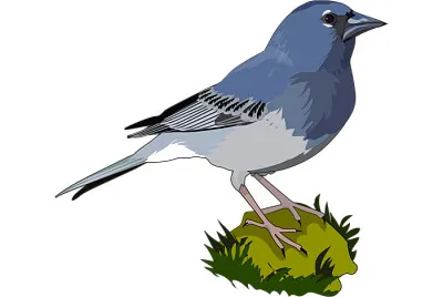 פאזל של PINZON AZUL