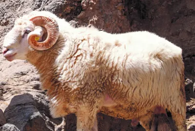CARNERO BLANCO