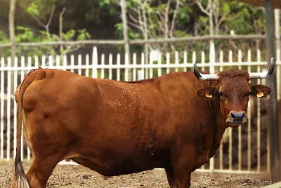 VACA CANARIA