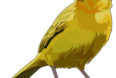 CANARIO