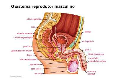 sistema reprodutor masculino jigsaw puzzle