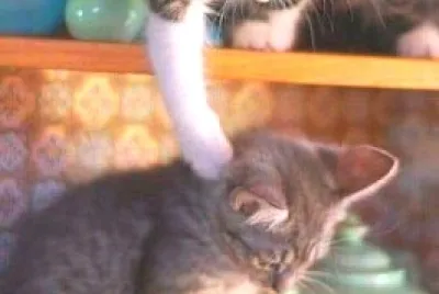 gato