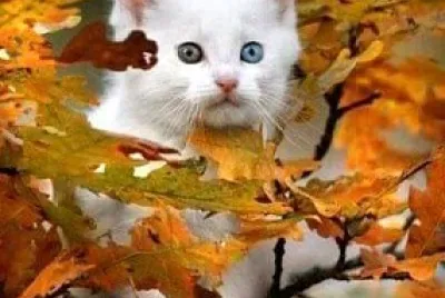 gato