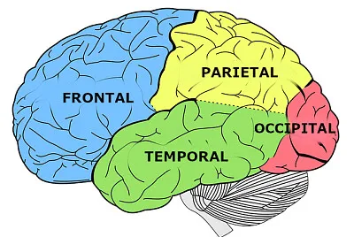 Lóbulo Cerebral