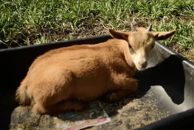 פאזל של goat 2