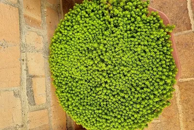 Diminuta- hermosa jigsaw puzzle