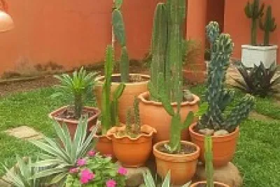 Patio decorado
