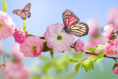 La primavera