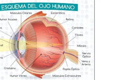 Esquema Ojo