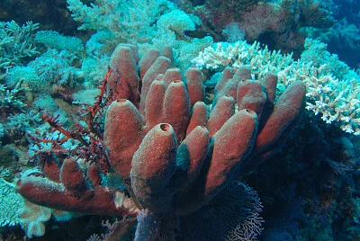 BIOLOGIA
