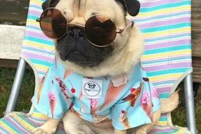 pug jigsaw puzzle