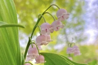 鈴鐺 jigsaw puzzle