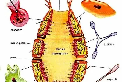 Trabalho de biologia II