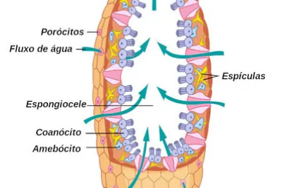 Trabalho de biologia III