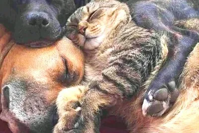 animales