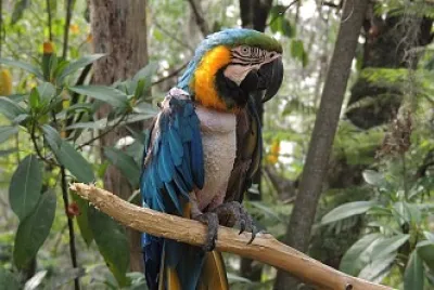 Guacamaya