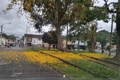 TAPETE NATURAL