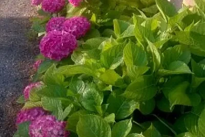 hortensias