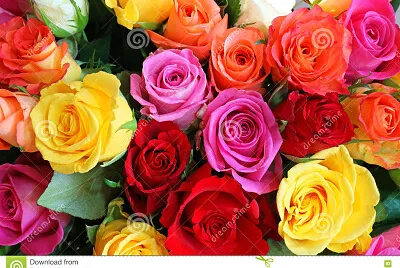 rosas