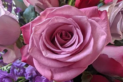flor rosa