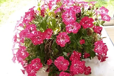Pétunia