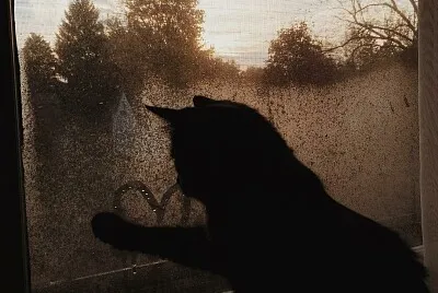 Gato jigsaw puzzle
