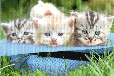 Petits Chats