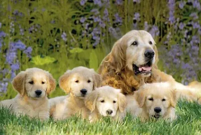 Goldens Retriever