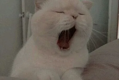 Gato