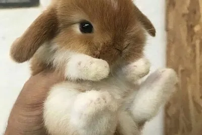 Conejito
