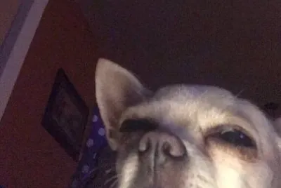 dog