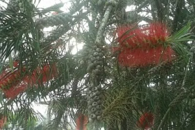 Callistemon Citrinus o Limpiatubos