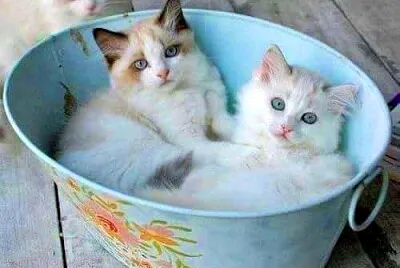 gato