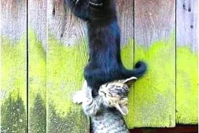 gatos